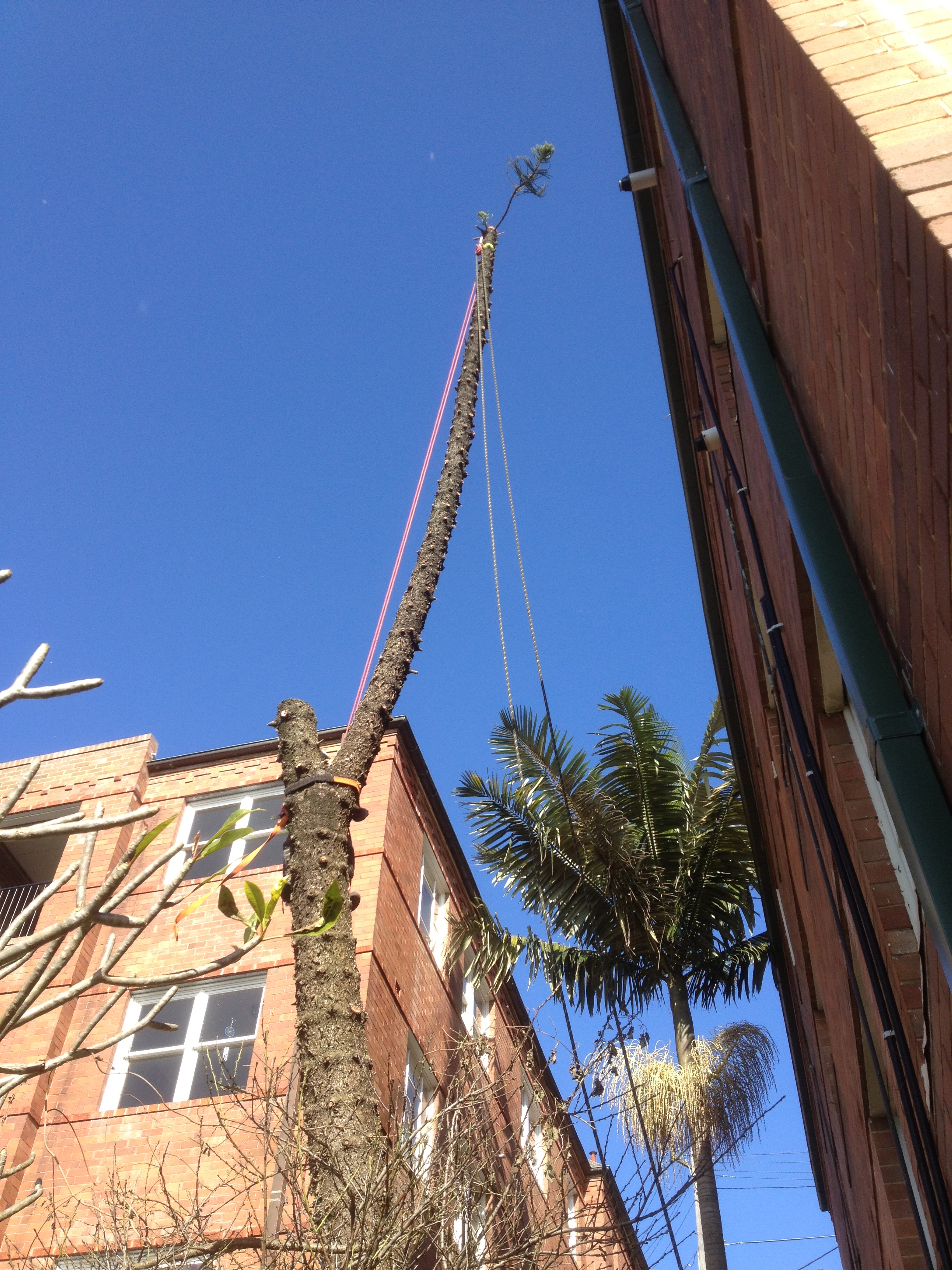 Pine tree removal in Woollahra